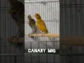 Download Lagu حقاً رائعين #birds #canary #kenari #shorts #short #cute #canarias #canario #bird #fyp #foryou #1k