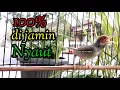 Download Lagu PRENJAK BETINA NGETIR PANJANG, Cocok dan Ampuh buat Masteran atau pikat.