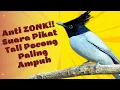 Download Lagu Suara Pikat Burung Seriwang Tali POCONG Paling Ampuh Anti Zonk