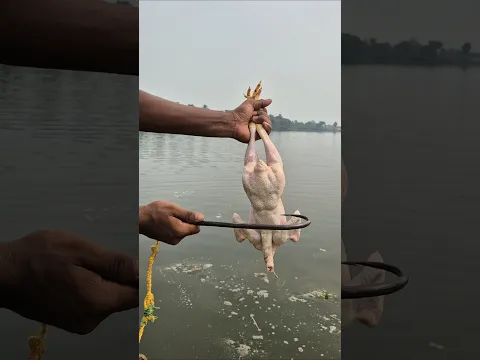 Popular satisfaction rope trap fishing with chicken