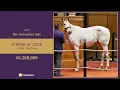 Grade 1 producer Streak of Luck sells for $6,200,000 at The November Sale (2025)