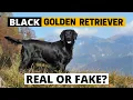 Do Black Golden Retrievers Really Exist