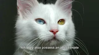 Angora Cat Unveiled Graceful Elegance and Fluffy Splendor