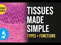 What Are Epithelial Tissues and Types Complete Histology Guide with Glands Ducts CT