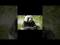 Giant Panda