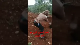 خطر الخنزير البري                        دندنها