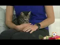 Houston SPCA s pet of the week P J