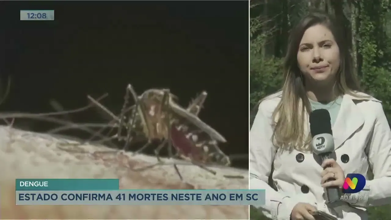 Dengue: 41 mortes pela doença foram confirmadas neste ano em SC