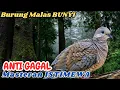 Download Lagu Perkutut Lokal Gacor Panjang Alami Bikin Burung Ikut Gacor