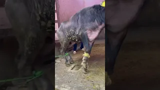 اقوه نحر العجل البقري توقيع في اقل من دقيقه تكتيف الاربع رجلين الاماميه بكل سهوله بطريقه  اقوه نحر العجل البقري توقيع في اقل من دقيقه تكتيف الاربع رجلين الاماميه بكل سهوله بطريقه