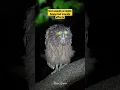Download Lagu Owl sounds at night|funny/owl sounds effects #shorts #jungle #owl #owlbird @JayPrehistoricPetsTV