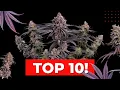 TOP 10 Strains We ve Grown Seed to Harvest in the last year