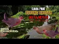 Download Lagu Suara Pikat Burung Tikusan. Mata Merah. 💯% Datang \u0026 Ampuh.