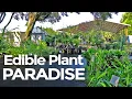 Download Lagu Edible Plant Paradise: Inside a Food- Forest-Focused Plant Nursery!