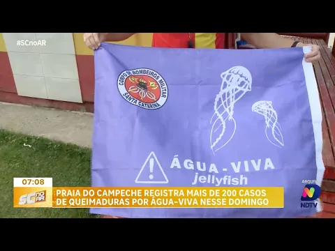 Alerta na praia do Campeche: mais de 200 casos de queimaduras por águas-vivas são registrados