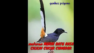 Download Masteran MURAI BATU RASA CILILIN, CUCAK CUNGKOK MP3