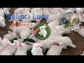 Download Lagu kumpulan Kelinci lucu dan menggemaskan 1 jam 30 menit lebih