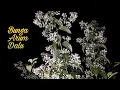 Download Lagu Arum Dalu (Cestrum nocturnum) Bunga Paling Harum Di Dunia