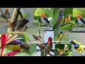 Download Lagu Suara pikat burung kombinasi prenjak stater,sogon,cabean,kolibri