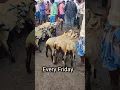 #market gudur sheep market! Every Friday!!Price's #viralvideo #farming #sheep