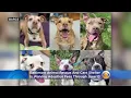 BARCS Is Out Of Space Adoption Fees Waived Through June 13