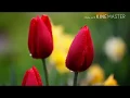 Download Lagu Seese ka samundar pani ki deware.. Maya hai bharam hai mohabbat ki duniya