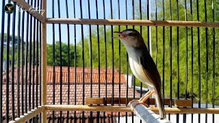 suara prenjak sawah jantan gacor ngebren nembak volume lantang cocok buat pancingan prenjak macet