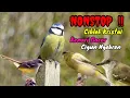 Nonstop Isian Murai Batu !! Ciblek kristal vs Kenari Gacor vs Cigun Ngebren