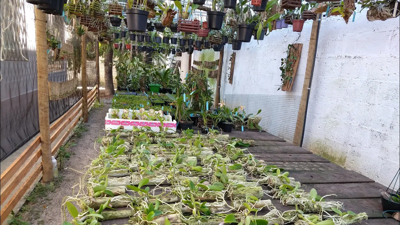 CULTIVO DE ORQUÍDEAS E CATTLEYA WALKERIANA DISPONÍVEL PARA VENDA
