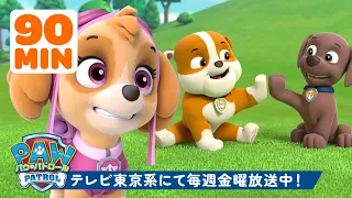 パウ・パトロール | パウ・パトロール | スカイ、ズーマ、ラブルたちの90分！最高のなかよしパップたち 🐶 | テレビ東京系にて放送中