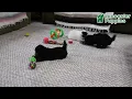 Playful Maltipoo Puppies