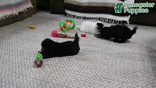 Playful Maltipoo Puppies
