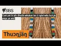 Download Lagu Cuɛt ɣot bi yïn dhuök wëukun ke ci nyiai wëu luɔi yic yeŋo ye wic? | SBS Dinka - SBS Dinka