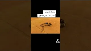 معجزات موسى غضب الله على فرعون  معجزات موسى غضب الله على فرعون