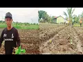 Download Lagu FINISHED PLANTING RICE, PAK WARNI CONTINUES TO PLANTING EGGPLANT