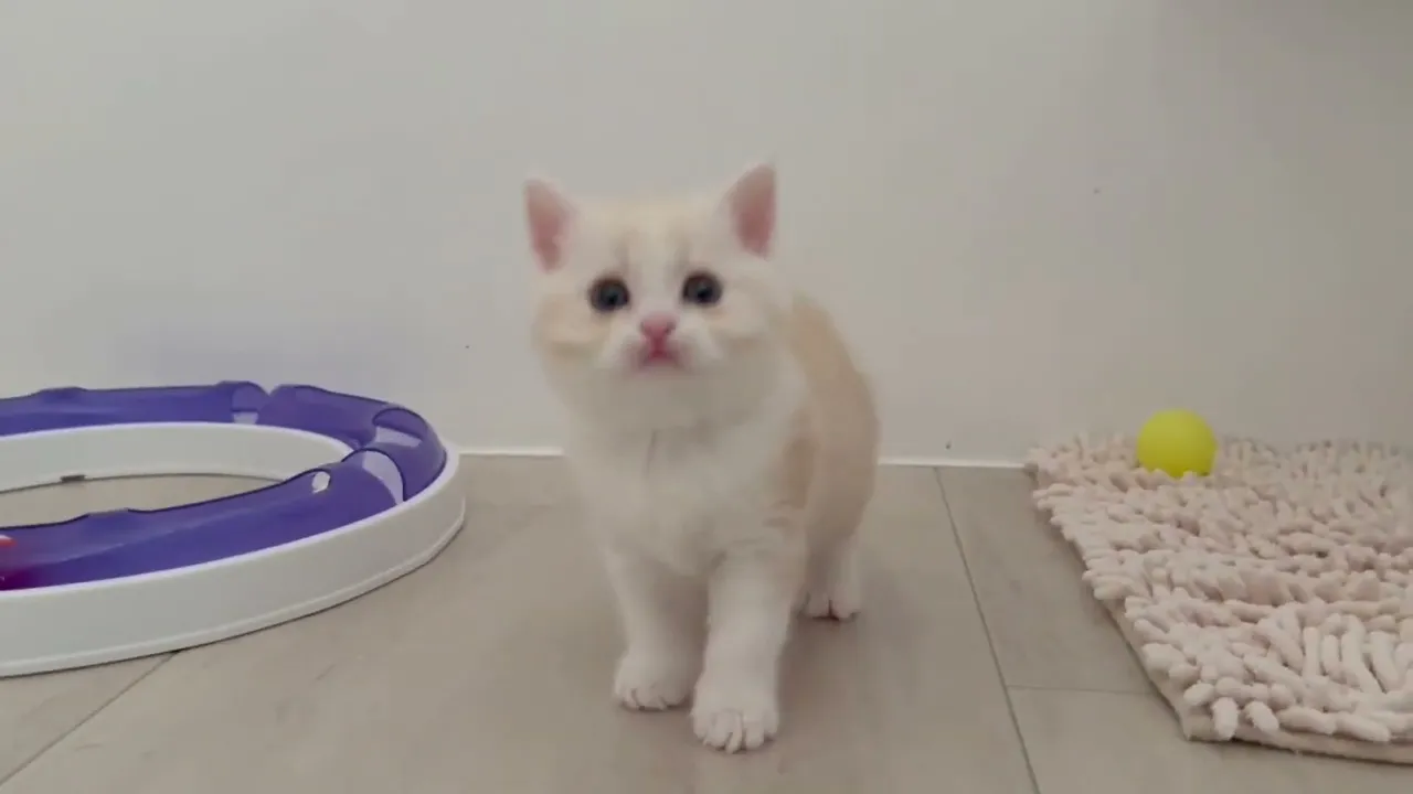 動画