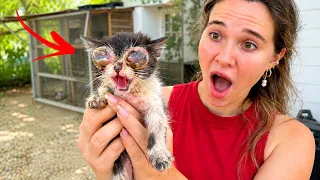 My Orphaned Kitten Needs His EYES REMOVED!