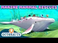 ​@Octonauts - Marine Mammal Rescues 🐋⛑️ | 60 Mins+ Compilation | Underwater Sea Education