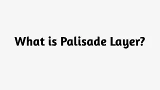 What is Palisade Layer