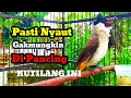 Gakmungkin Diam , di pancing suara burung kutilang gacor memanggil lawan