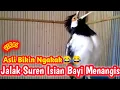 Download Lagu Jalak Suren Bisa Menangis | Jalak Suren Isian Bayi Nangis