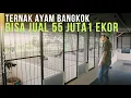 Download Lagu BUKAN HALU! Ternak Ayam Bangkok MODAL MINES Bisa Jual 55 Juta dan Bangun Kandang Modern