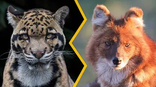 Macan Dahan vs Anjing Ajag - Siapa Pemenangnya?
