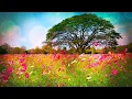 Download Lagu Beautiful Relaxing Soothing Music, Peaceful  Music, \