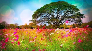 Beautiful Relaxing Soothing Music, Peaceful  Music, "Nature's Rest" by Tim Janis