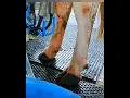 Download Lagu Best quality milking machines, kerala's dairy equipments contat : 8438412560,9048728664