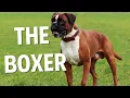 Boxer Dogs The Good The Bad The Ugly