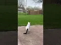 Download Lagu CiCi #cat #cute #funny #