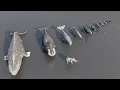Size Comparison whale and dolphin 3D Animation