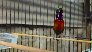 masteran konin gacor full nembak isian tonjolan mewah pancingan kolibri ninja bahan cepat emosi